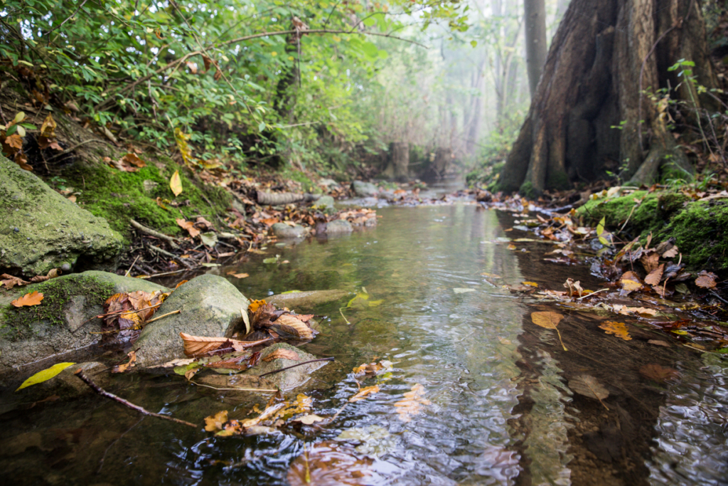 Un ruisseau dans une forêt pleine de feuilles et de pierres.